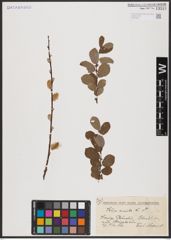 Foto von Salix aurita L.